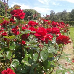 Rose gardens, St anne's park