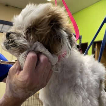Furr-Nley's Pet Spa - Jaxons last groom. Nov 2019. - Pet Groomers Near Me - Fernley, Nevada