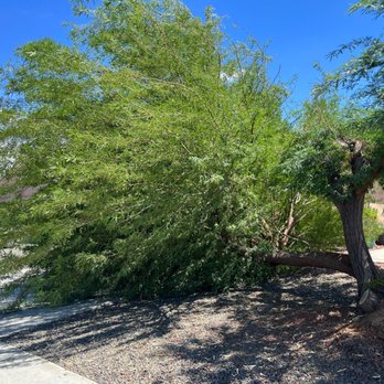 Cardenas Lawncare - Un-trimmed tree - Lawn Services Near Me Cardenas Lawncare - Un-trimmed tree - Lawn Services Near Me