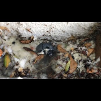 Rapid Action Rooter - Back up and leaking sewer line in rear unit - Plumbing Near Me - Hawthorne, California