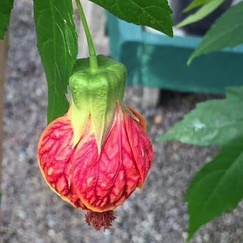 Flower World - Nurseries & Gardening Near Me - Snohomish, Washington