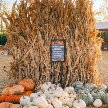 Petaluma Pumpkin Patch And Amazing Corn Maze - Pumpkin Patches Near Me - Petaluma, California Petaluma Pumpkin Patch And Amazing Corn Maze - Pumpkin Patches Near Me - Petaluma, California