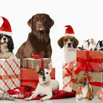 PetSmart - Pet Groomers Near Me - Frisco, Texas