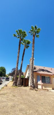 Tree Trimming - Clean Up - Text/Call - (925) 325-6088 Tree Trimming, Pruning and Transplanting - Complete Cleanup