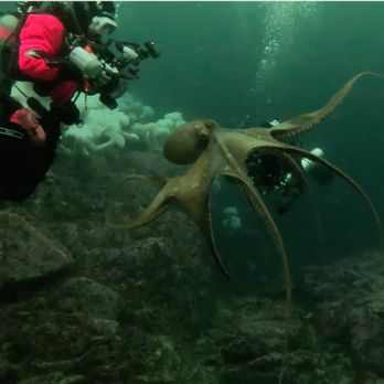 Diving Sports - Scuba Diving Trips - Free Diving Near Me - Vancouver, British Columbia