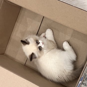 Ragdoll Tales - How cute! Loves every box. - Pet Breeders Near Me - Armonk, New York Ragdoll Tales - How cute! Loves every box. - Pet Breeders Near Me - Armonk, New York