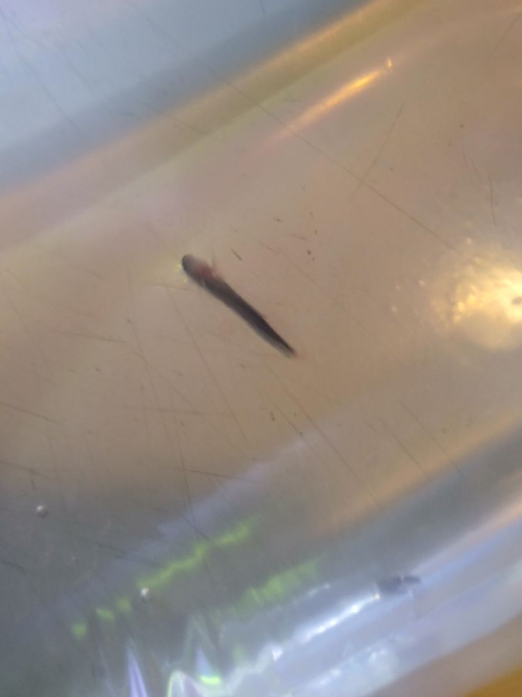 OPTIMUM AQUARIUM Updated October 2024 2960 Shallowford Rd, Marietta