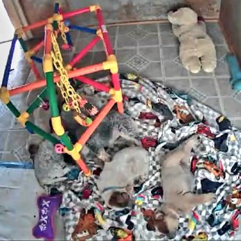 Grizzly Hollow Farm - Pet Breeders Near Me - Gore, Virginia Grizzly Hollow Farm - Pet Breeders Near Me - Gore, Virginia