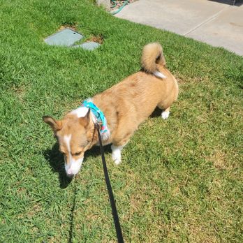 Camp Run-A-Mutt San Marcos - Right outside the front door - Pet Training Near Me - San Marcos, California Camp Run-A-Mutt San Marcos - Right outside the front door - Pet Training Near Me - San Marcos, California