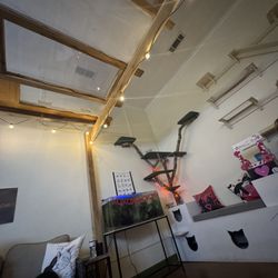 Entangled Cat Cafe