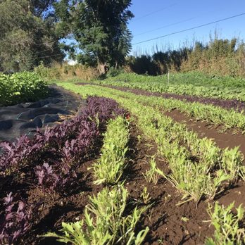 O'o Farms - Farm greens - Food Tours Near Me - Kula, Hawaii O'o Farms - Farm greens - Food Tours Near Me - Kula, Hawaii