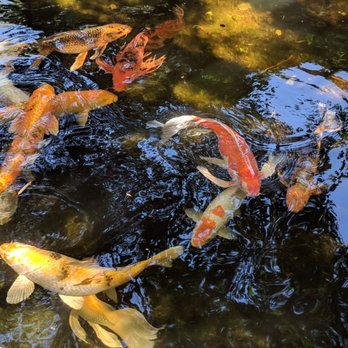 Zilker Botanical Gardens - Gigantic koi fish - Botanical Gardens Near Me - Austin, Texas Zilker Botanical Gardens - Gigantic koi fish - Botanical Gardens Near Me - Austin, Texas