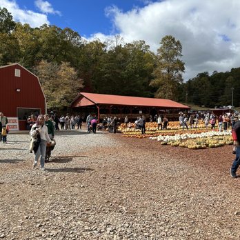 Burt's Pumpkin Farm - Beautiful - Fruits & Veggies Near Me - Dawsonville, Georgia Burt's Pumpkin Farm - Beautiful - Fruits & Veggies Near Me - Dawsonville, Georgia