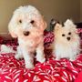 Photo of The Doggie Spa