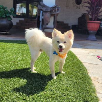 Lara's Doggy in the Window - Pet Groomers Near Me - Long Beach, California