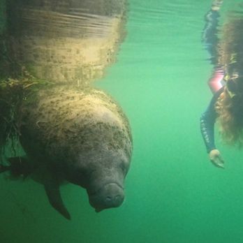 Go Local Manatee Tours - Boat Tours Near Me - Crystal River, Florida