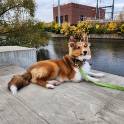 Border Tails Rescue - King of all things