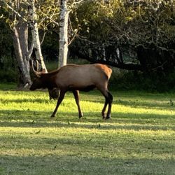 Wapiti RV Park