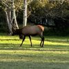 Wapiti RV Park gift card