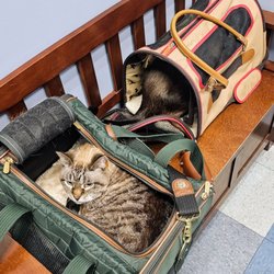 North Hoffman Veterinary Clinic - Kitty Squad
