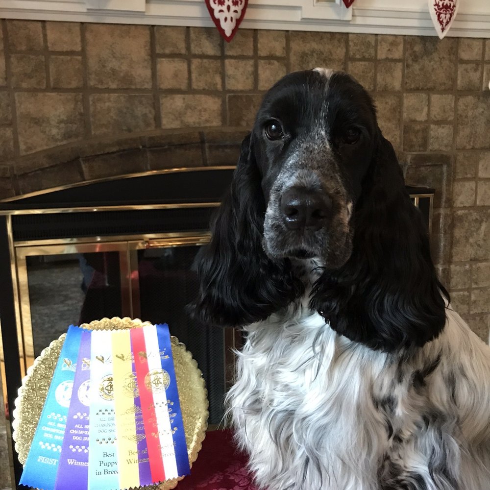 Nigel with CKC ribbons