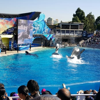 Shamu Show: Believe - 3 killer whales performing together. - Arts & Entertainment Near Me - San Diego, California Shamu Show: Believe - 3 killer whales performing together. - Arts & Entertainment Near Me - San Diego, California