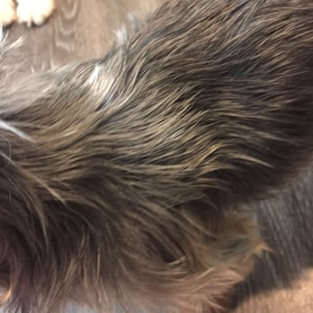 PetSmart - Paid for a wash and her hair is super oily, sorry and is NOT washed. I've seen a review about this before at this store. Now it believe it - Pet Training Near Me - San Antonio, Texas