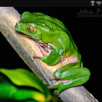 Reptile Junction - Reptile Shops Near Me - Apache Junction, Arizona