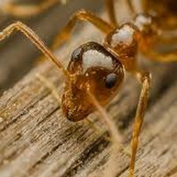 Spider Man Pest Control - Pest Control Near Me - San Antonio, Texas Spider Man Pest Control - Pest Control Near Me - San Antonio, Texas