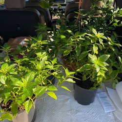 Lowe's Home Improvement - Today's yard project