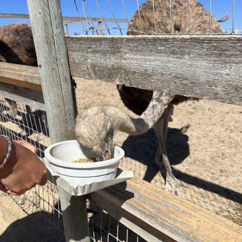 Ostrichland USA - Ostrich - Attraction Farms Near Me - Solvang, California Ostrichland USA - Ostrich - Attraction Farms Near Me - Solvang, California