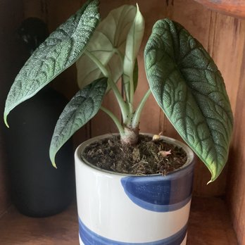 SarahCotta Plants - Alocasia Melo - Nurseries & Gardening Near Me - Glendale, California SarahCotta Plants - Alocasia Melo - Nurseries & Gardening Near Me - Glendale, California