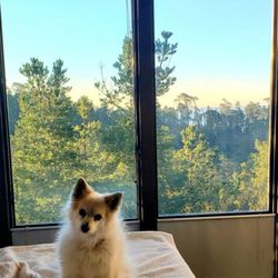 Cambria Care Angels - Cambria Care Angels offers Pet Sitting, Dog walking, housesitting, home care, hotel visits, overnights, fitness walks, and more.