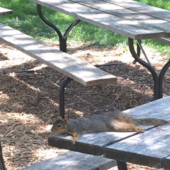 Lied Lodge - Hanging out with a squirrel! Just chilling... - Hotels Near Me - Nebraska City, Nebraska
