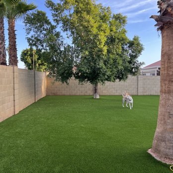 Legacy Green Solutions - The pups love it!! - Landscaping Near Me - Mesa, Arizona