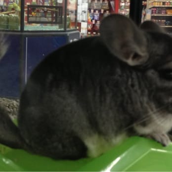 Petco - Chinchilla cutey. - Pet Stores Near Me - Ventura, California