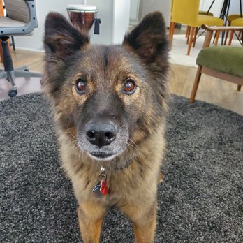 Mainely Sitters - Dog Walkers Near Me Mainely Sitters - Dog Walkers Near Me