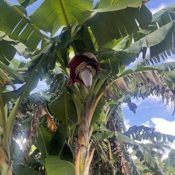 Fruit & Spice Park - Banana - Parks Near Me - Homestead, Florida