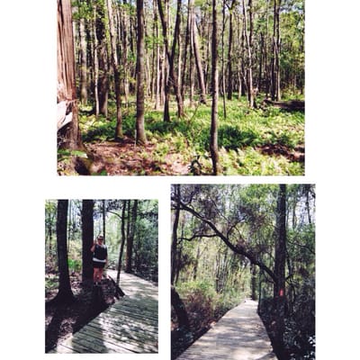 Laura S. Walker State Park by null