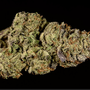 Photo of Hazel Caregivers