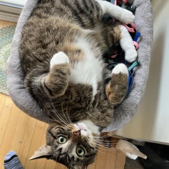 Take Care Home & Pet Watch - Just chilling - House Sitters Near Me Take Care Home & Pet Watch - Just chilling - House Sitters Near Me