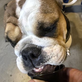 Rockito Bandito's Ice Cream - Puppy approved Ice Cream/Pup Cup - Ice Cream & Frozen Yogurt Near Me - Mesa, Arizona Rockito Bandito's Ice Cream - Puppy approved Ice Cream/Pup Cup - Ice Cream & Frozen Yogurt Near Me - Mesa, Arizona