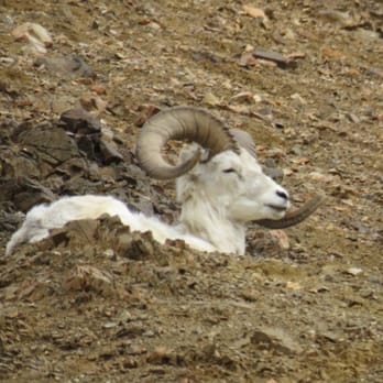 Denali National Park - Wildlife - Parks Near Me Denali National Park - Wildlife - Parks Near Me