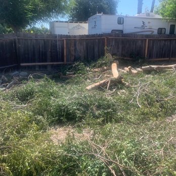 Gomez Lawn & Tree Service - 5 trees he cut down and left it just like this behind - Landscaping Near Me Gomez Lawn & Tree Service - 5 trees he cut down and left it just like this behind - Landscaping Near Me