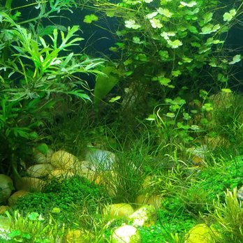 Reef Tropical Fish - Local Fish Stores Near Me - Anaheim, California Reef Tropical Fish - Local Fish Stores Near Me - Anaheim, California