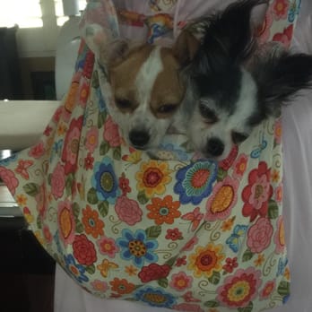 Dog Beach Dentistry - Here Cassatt is with his sister in their morning marsupial pouch, hehe. - Veterinarians Near Me - San Diego, California Dog Beach Dentistry - Here Cassatt is with his sister in their morning marsupial pouch, hehe. - Veterinarians Near Me - San Diego, California