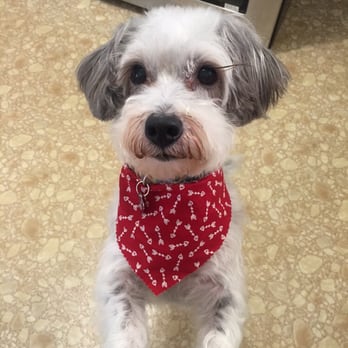 Pawsitively Purrfect - Cash after his groom! - Pet Groomers Near Me - Nashville, Tennessee Pawsitively Purrfect - Cash after his groom! - Pet Groomers Near Me - Nashville, Tennessee
