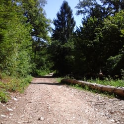 Monts Jura - La sérénité des promenades en forêt