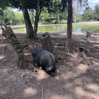 Briarwood Ranch Safari Park - Parks Near Me - Bybee, Tennessee Briarwood Ranch Safari Park - Parks Near Me - Bybee, Tennessee