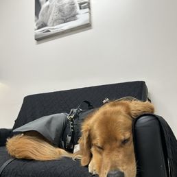 He was so relaxed that he took a nap!
